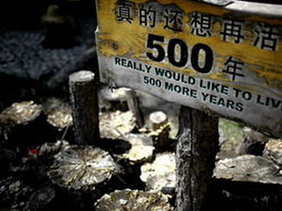 人类寿命或触上限 人类到底还能活多久？