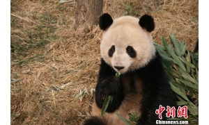 “奥运家族”“晶晶”成为首只完成“基因组草图”大熊猫