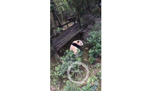 四川熊猫谷有游客违规给熊猫投食苹果，园区呼吁游客文明参观