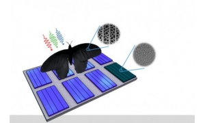 从蝴蝶翅膀获得灵感  科学家开发高效和低成本的薄膜太阳能电池