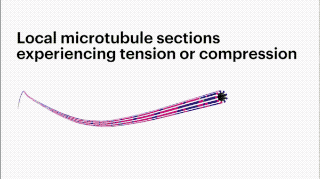 视频中最引人注目的是对精子鞭毛轴丝（axoneme）的描绘。鞭毛轴丝是一个长管状结构，由9对微管以圆柱形包围1对微管组成，一直延伸到精子的整个尾部。