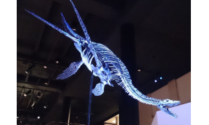 科学家们首次在南极发现1.5亿年前的著名恐龙物种蛇颈龙的残骸