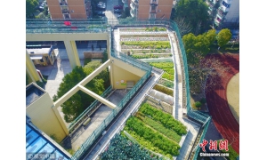小学教学楼屋顶变身生态农场 做到废弃物零排放的区域循环农业