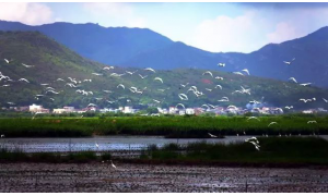 惠州富力湾：鹭鸶湾伴最具诚意之作