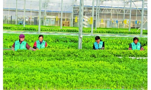 日本宫崎县利用区块链技术促进有机农业生产