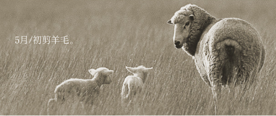 羊毛出在羊身上，而你来自由利UONI围巾心上