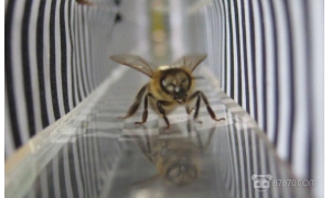为什么蜜蜂不会迷路？ 德国科学家用VR跟踪蜜蜂