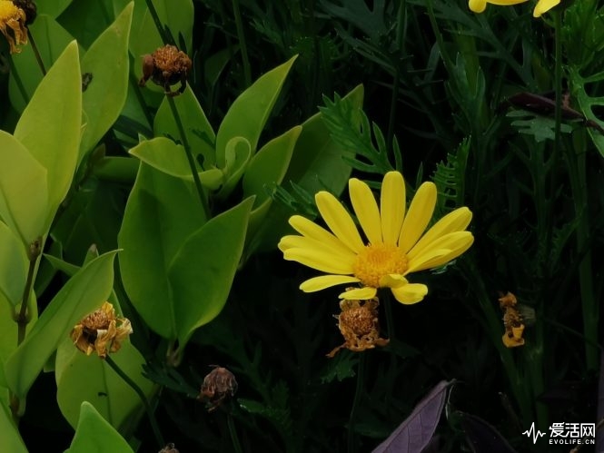 image017