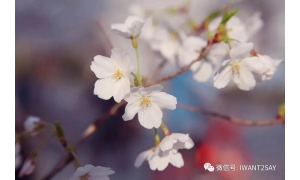 中兴通讯“云赏樱” 通过5G高清视频直播的方式欣赏樱花之美