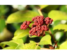 蚂蚁庄园2020年10月25日答案 辟邪翁是人们经常在重阳节用到的一种植物的别名具