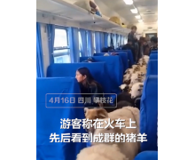 猪羊成群“慢火车”，人间烟火满希望