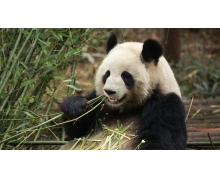 竹子是草还是树 蚂蚁庄园大熊猫爱吃的竹子12月12日答案