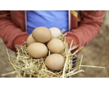 新鲜的鸡蛋最好不要和大蒜放一起对吗 蚂蚁庄园
