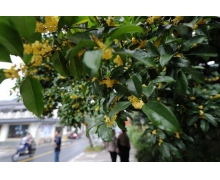 买鲜花过新年下列哪个不属于我国传统文化中的花中四君子 蚂蚁庄园今日答案