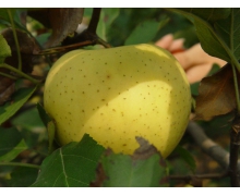 蚂蚁庄园长了一小块霉斑的苹果 还能吃吗1月24日答案