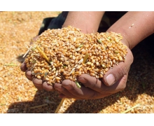 统计局：稻谷、小麦两个口粮品种连续多年产大于需