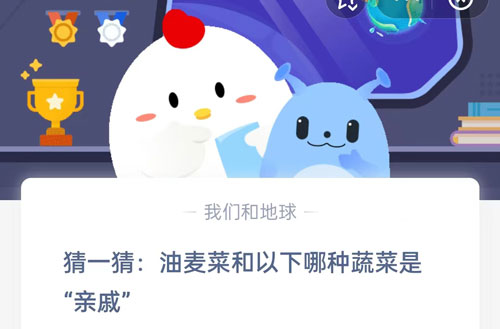 猜一猜油麦菜和以下哪种蔬菜是亲戚