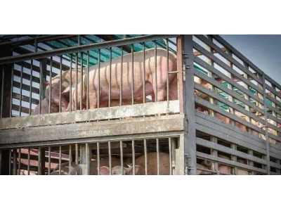 猪价3个月涨了42％，养猪开始赚钱了！分析人士：猪周期底部起涨