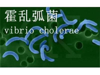 武汉洪山区检出4份甲鱼样本霍乱弧菌阳性，与武大病例无关联