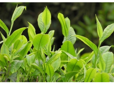 茶叶种植行业现在发展状况怎样？你觉得未来有何新的创业空间？