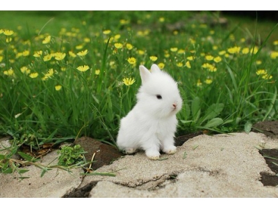 小白兔的生长阶段及喂养方法：